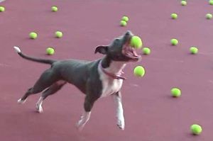 100 Used Tennis balls. Great toy for Dog - FREE SHIPPING