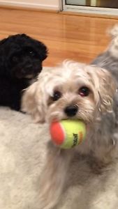 60 Used Tennis Balls Great For Small Dogs Or kids Tennis