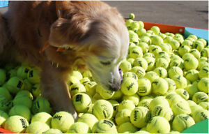 25 USED Tennis Balls Dog Toy Catch Baseball Walker Table Chair feet FREE SHIP!