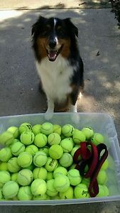100 used tennis balls$10 extra charge for west coast .Plz c pics ! No p.o boxes