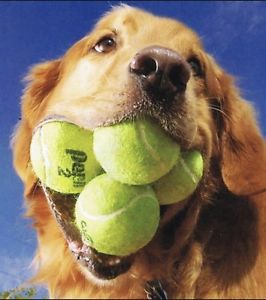 50 Used Hard Court Tennis Balls Dog Toys Fetch Walkers Practice Penn Wilson