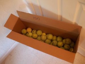 Used Tennis Balls - 150 Balls