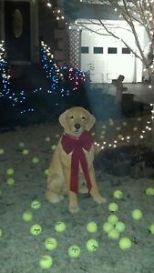 150 used tennis balls$10 extra charge for west coast .Plz c pics ! No p.o boxes